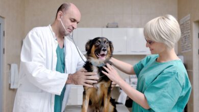Manhattan Vets: Modern Care with a Personal Touch